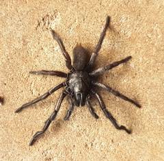Anamidae