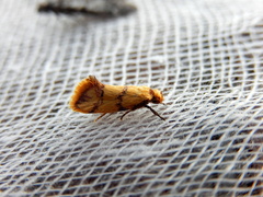 Psaroxantha basilica