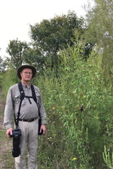 Ambrosia trifida trifida