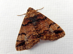 Cryphaea xylina