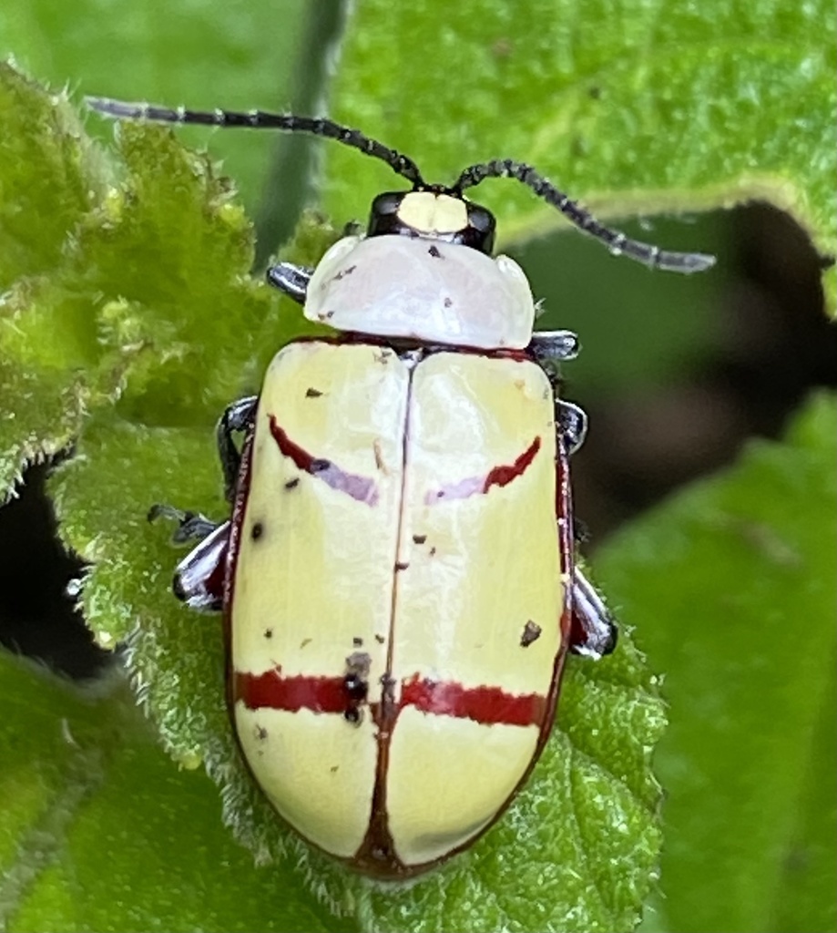 Omophoita sesquilunata