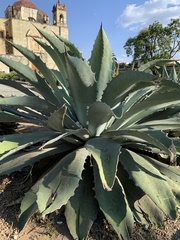 Agave