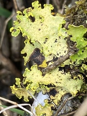 Crocodia