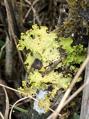 Crocodia