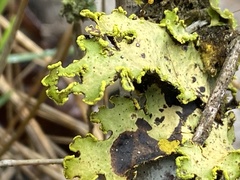 Crocodia