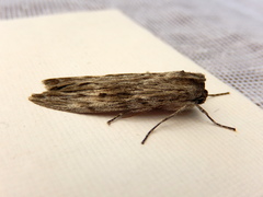 Capusa graodes