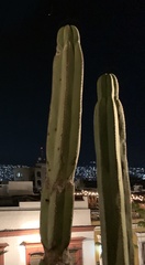 Lophocereus marginatus