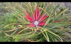 Fascicularia bicolor
