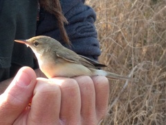 Acrocephalus scirpaceus