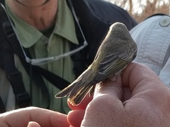 Phylloscopus orientalis