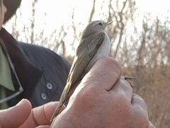Phylloscopus orientalis