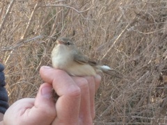 Acrocephalus scirpaceus