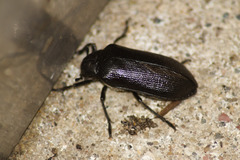 Sandalus niger