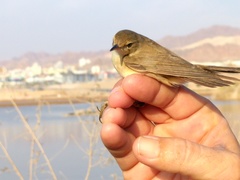 Acrocephalus scirpaceus