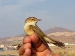 Acrocephalus scirpaceus