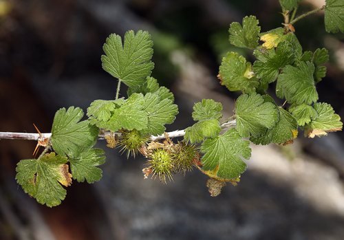 Ribes ambiguum iNat (1)