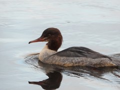 Mergus merganser