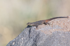 Urosaurus ornatus schottii