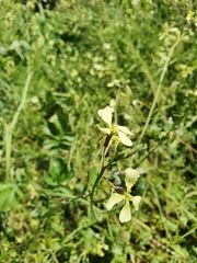 Raphanus raphanistrum raphanistrum