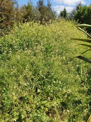 Raphanus raphanistrum raphanistrum