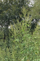 Ambrosia trifida trifida