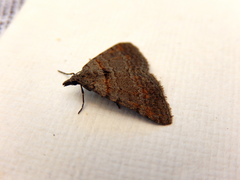 Dichromodes obtusata