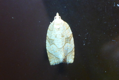 Adoxophyes negundana