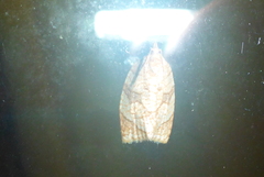 Adoxophyes negundana