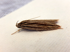 Leistarcha scitissimella