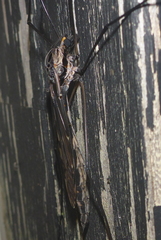 Tipula metacomet