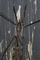 Tipula metacomet