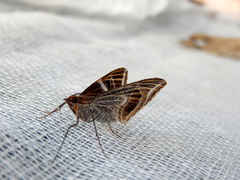Phrataria transcissata