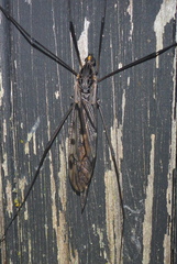 Tipula metacomet