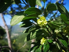 Neopringlea integrifolia