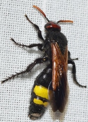 Scolia erythrocephala
