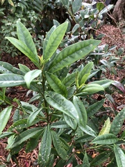 Symplocos wikstroemiifolia