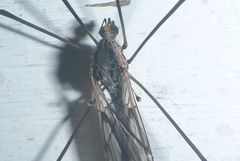 Tipula metacomet