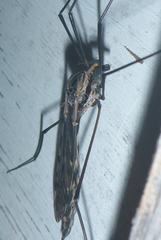 Tipula metacomet