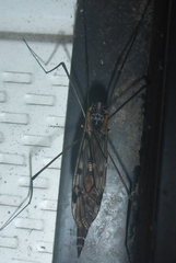 Tipula metacomet