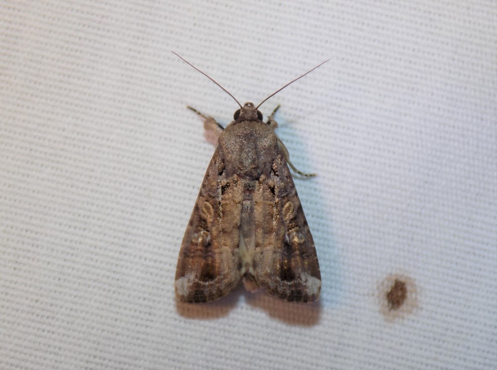 Fall Armyworm Moth from Circle C North, Austin, TX 78749, USA on ...