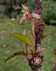 Maxillaria alpestris
