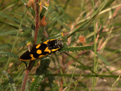 Cyrioides australis