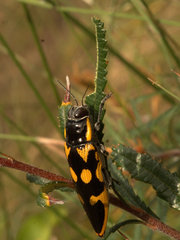 Cyrioides australis
