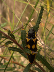 Cyrioides australis