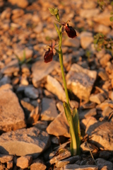 Ophrys ferrum-equinum