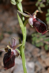Ophrys ferrum-equinum