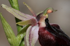 Ophrys ferrum-equinum