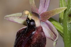 Ophrys ferrum-equinum