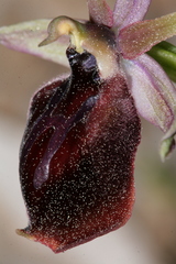 Ophrys ferrum-equinum