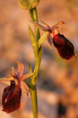Ophrys ferrum-equinum